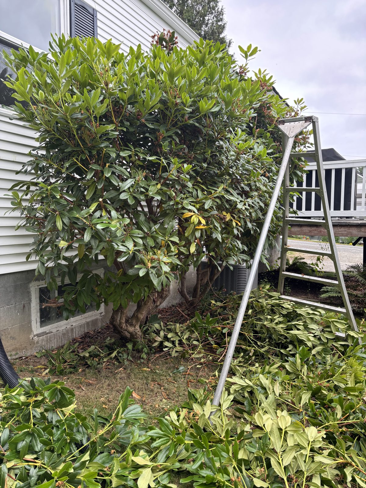 ZNS crew hand-pruning a mature rhododendron on a clean-up visit