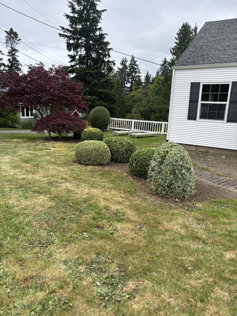 Ornamental shrubs freshly shaped by ZNS Landscaping